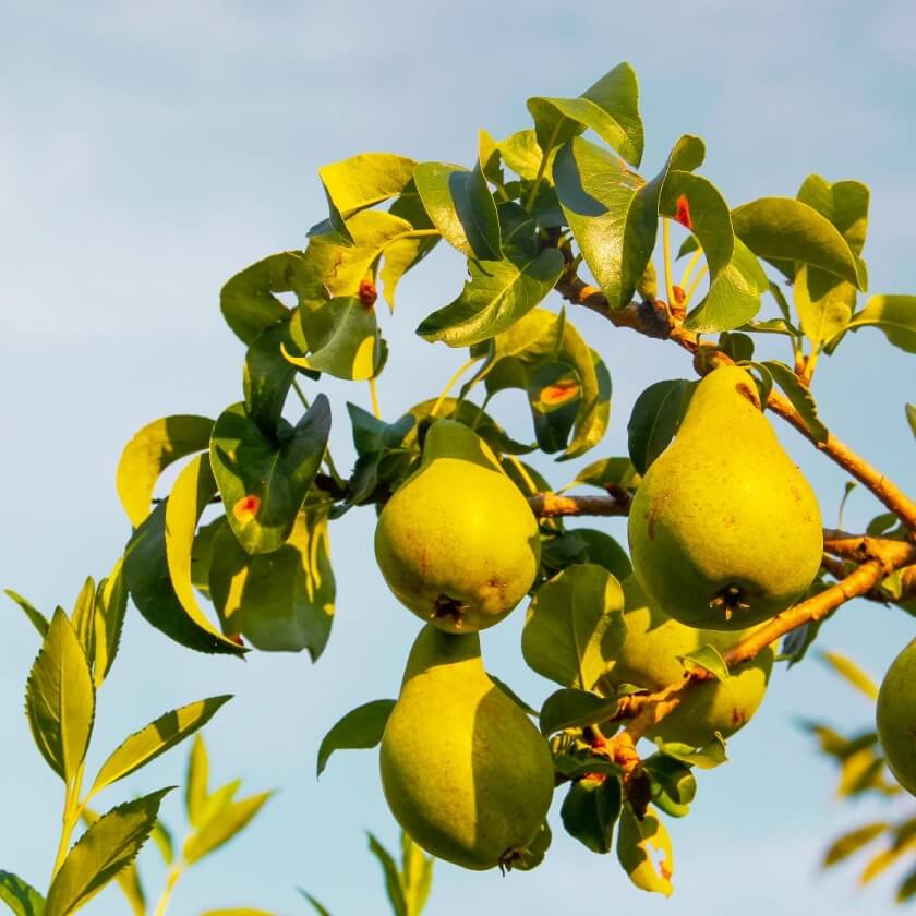 Birne 'Concorde' / Pyrus communis 'Concorde'