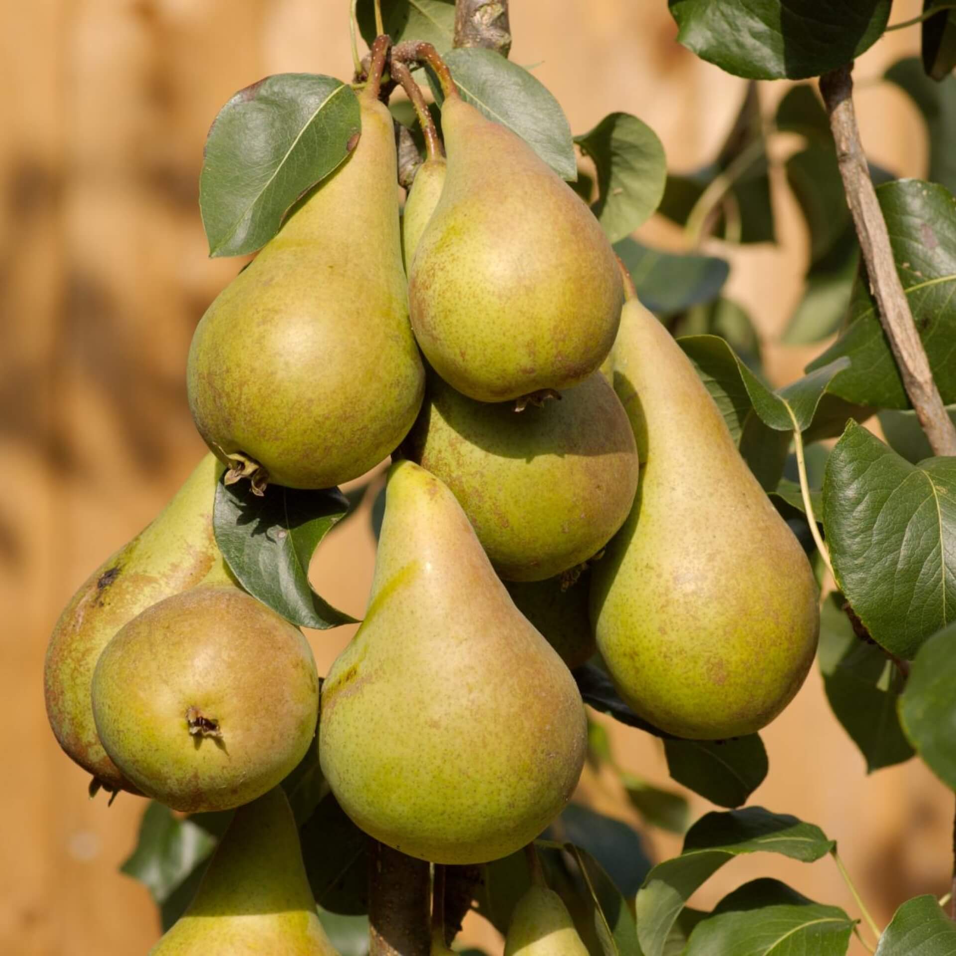 Birne 'Concorde' (Pyrus communis 'Concorde')