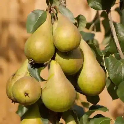 Foto von Birne 'Concorde' (Pyrus communis 'Concorde')