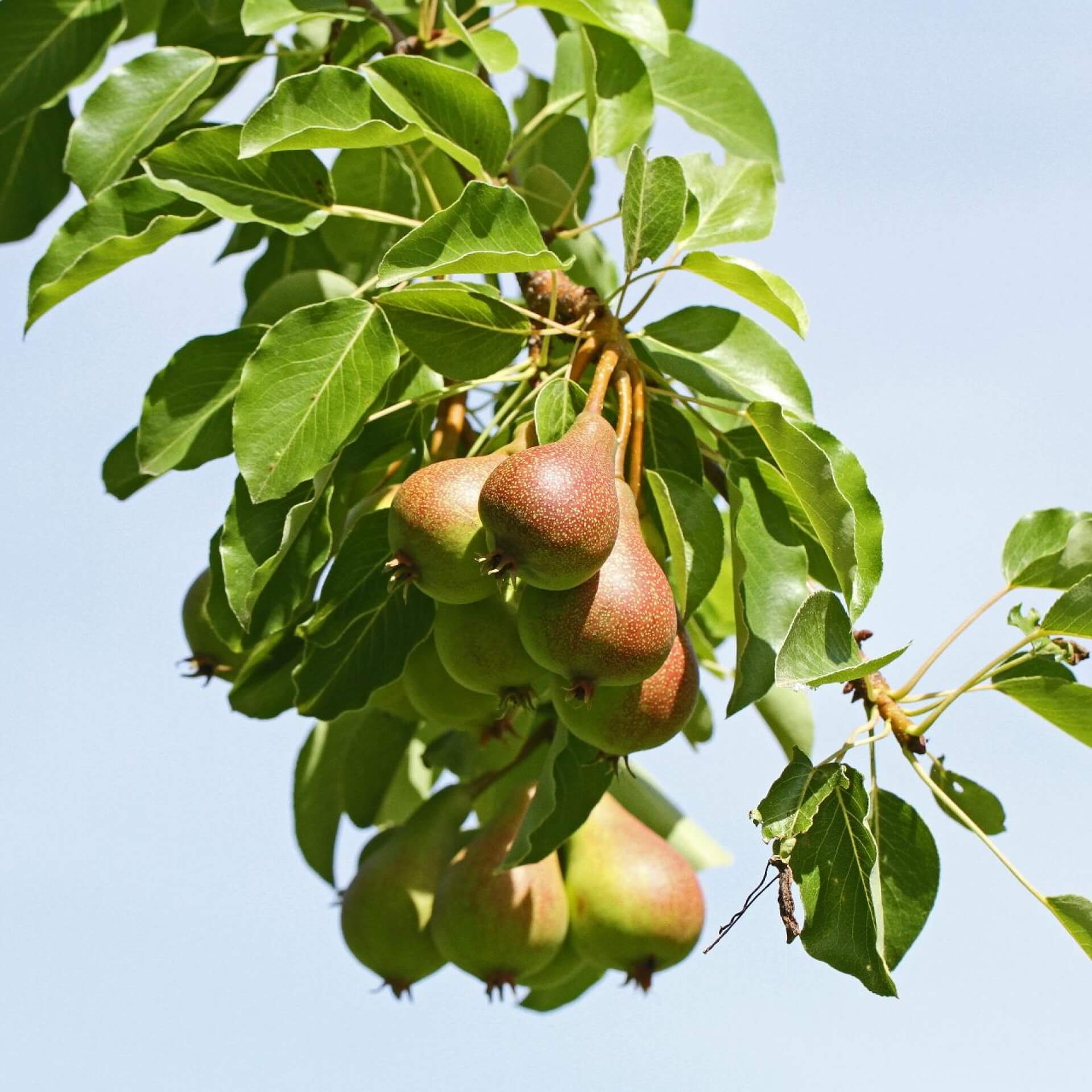 Birne 'Doyenné du Comice' (Pyrus communis 'Doyenné du Comice')