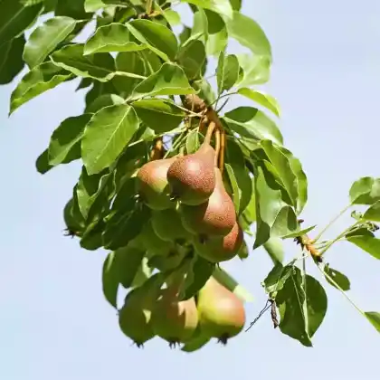 Foto von Birne 'Doyenné du Comice' (Pyrus communis 'Doyenné du Comice')