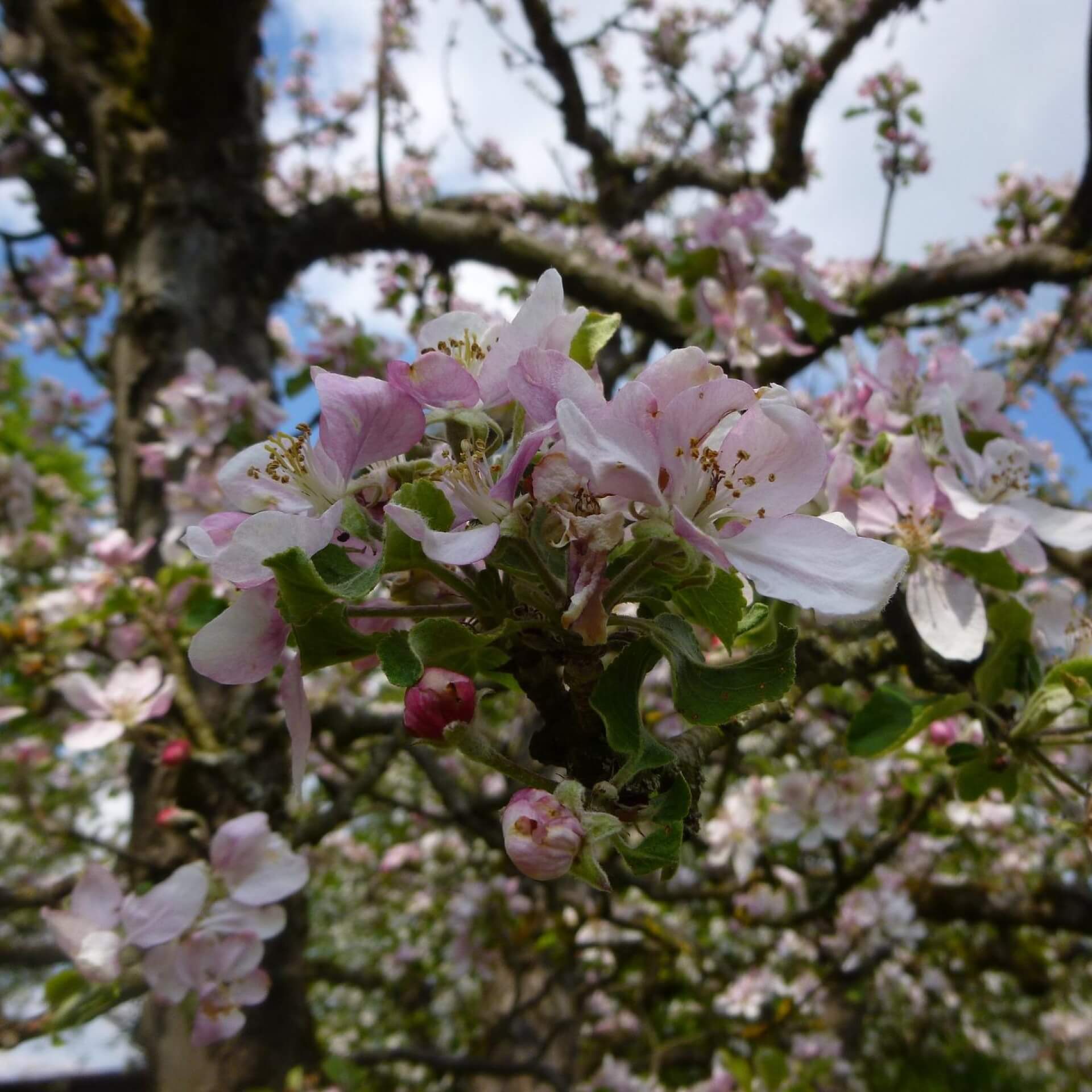 Apfel 'Maunzenapfel' (Malus 'Maunzenapfel')