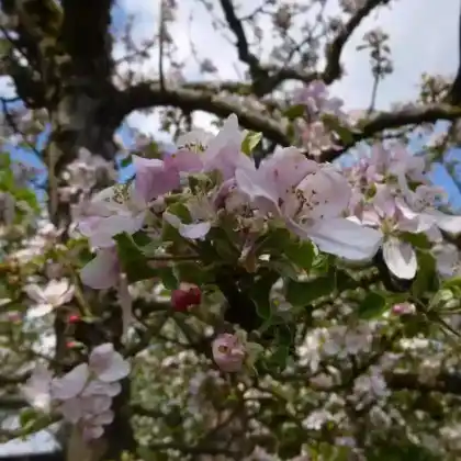 Foto von Apfel 'Maunzenapfel' (Malus 'Maunzenapfel')
