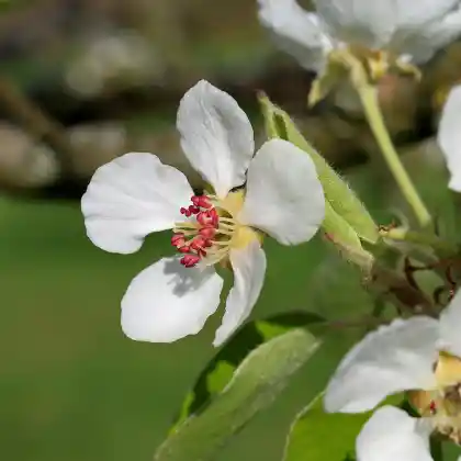 Foto von Birne 'Echte Knausbirne' (Pyrus communis 'Echte Knausbirne')