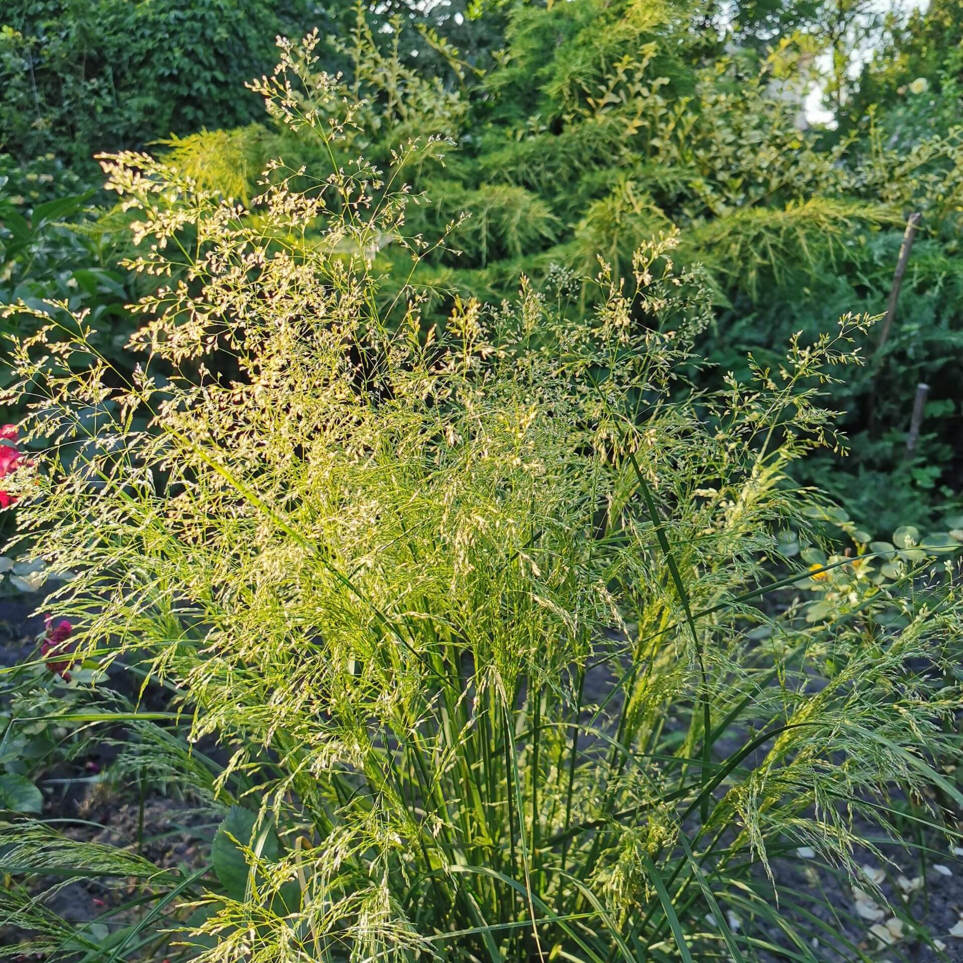 Kleine Wald-Schmiele (Deschampsia cespitosa 'Palava')
