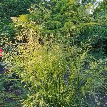Foto von Kleine Wald-Schmiele (Deschampsia cespitosa 'Palava')