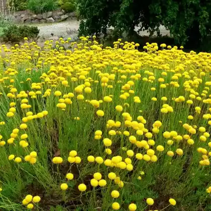 Foto von Olivenkraut (Santolina viridis)