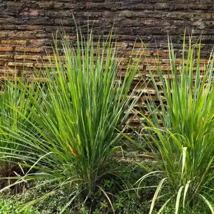 Foto von Zitronengras (Cymbopogon citratus)
