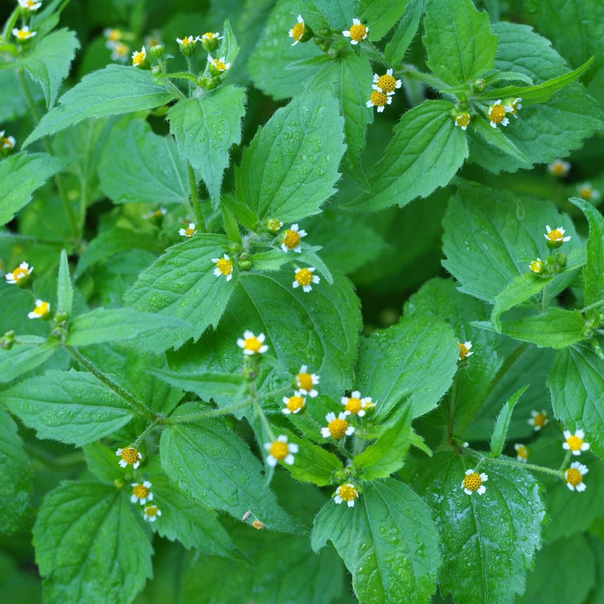 Kleinblütiges Knopfkraut (Galinsoga parviflora)