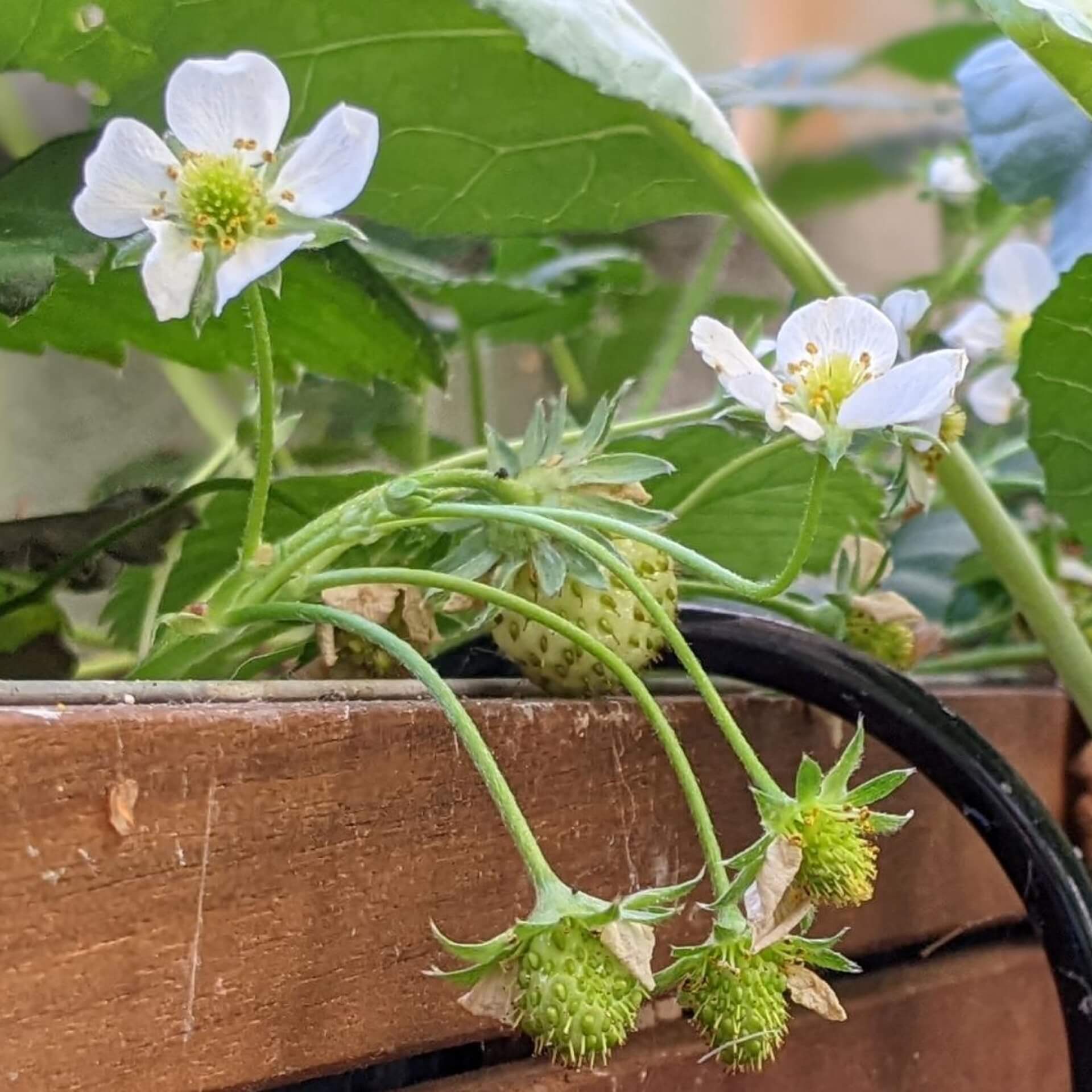  Erdbeere 'Mara des Bois' (Fragaria x ananassa 'Mara des Bois')