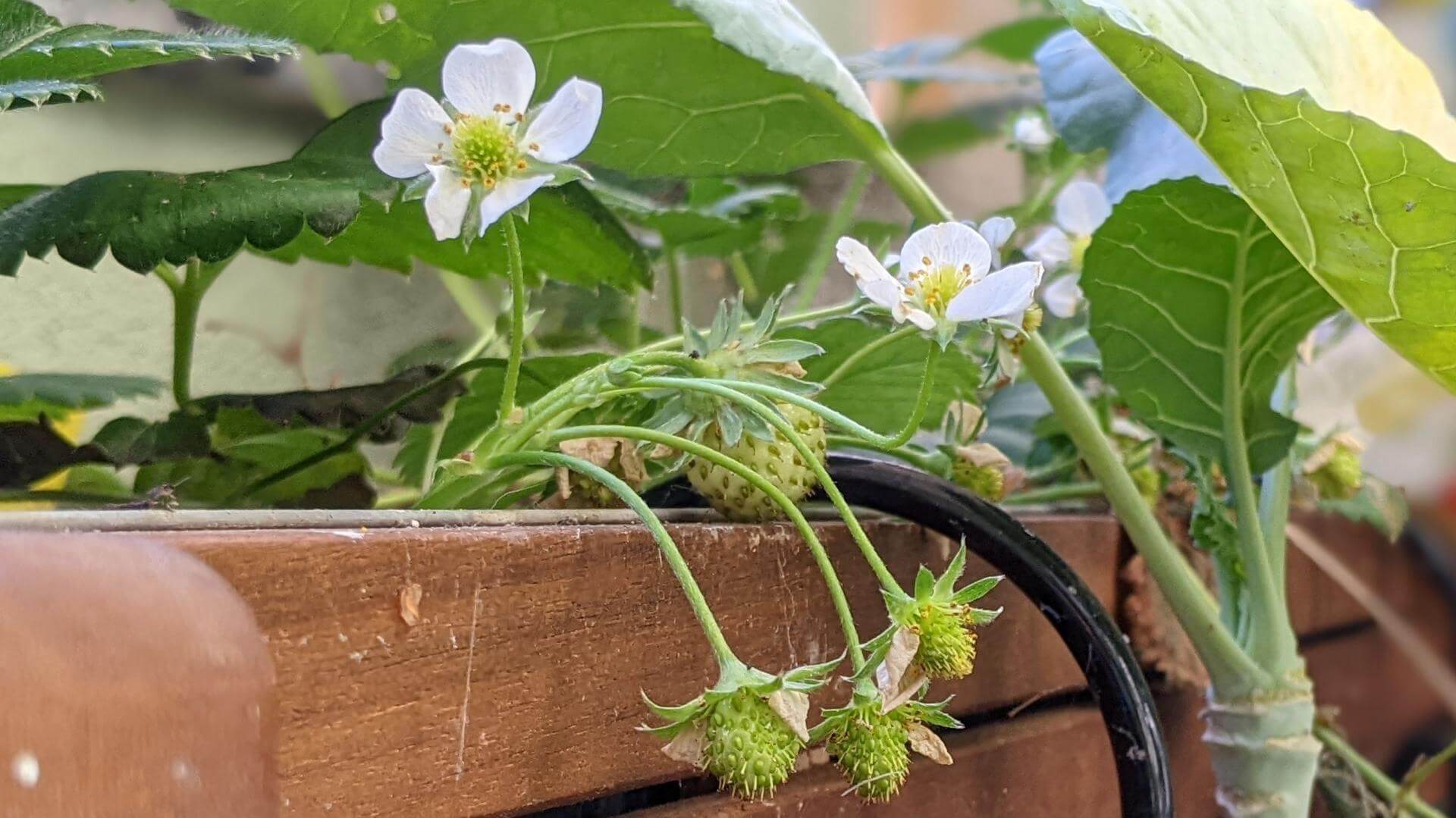 Erdbeere 'Mara des Bois' Expertenwissen für Garten & Balkon