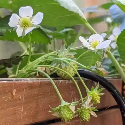 Foto von Erdbeere 'Mara des Bois' (Fragaria x ananassa 'Mara des Bois')