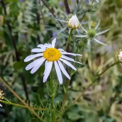 Foto von Echte Strandkamille (Tripleurospermum maritimum)