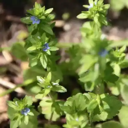 Foto von Feld-Ehrenpreis (Veronica arvensis)