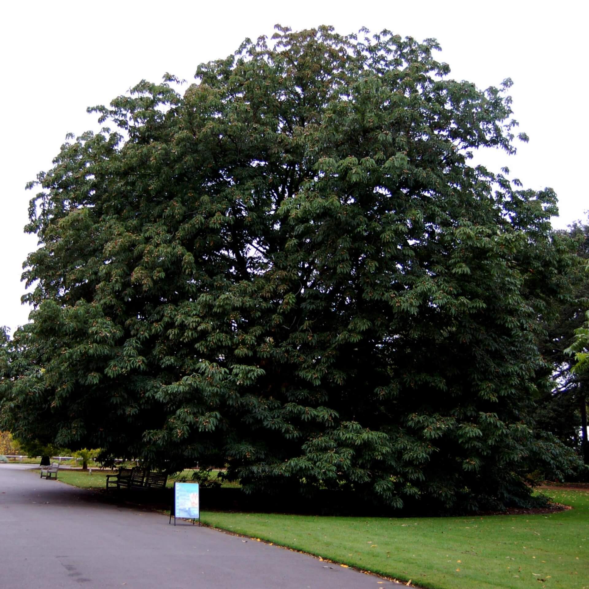 Indische Rosskastanie (Aesculus indica)