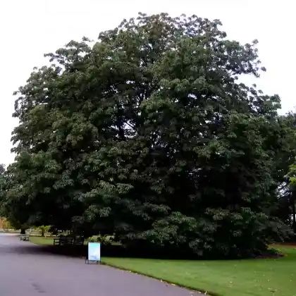 Foto von Indische Rosskastanie (Aesculus indica)