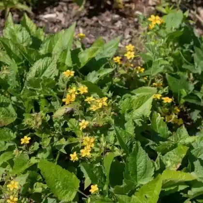 Foto von Virginia-Goldkörbchen (Chrysogonum virginianum)