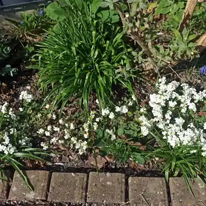 Foto von Kaukasische Gänsekresse 'Little Treasure White' (Arabis caucasica 'Little Treasure White')