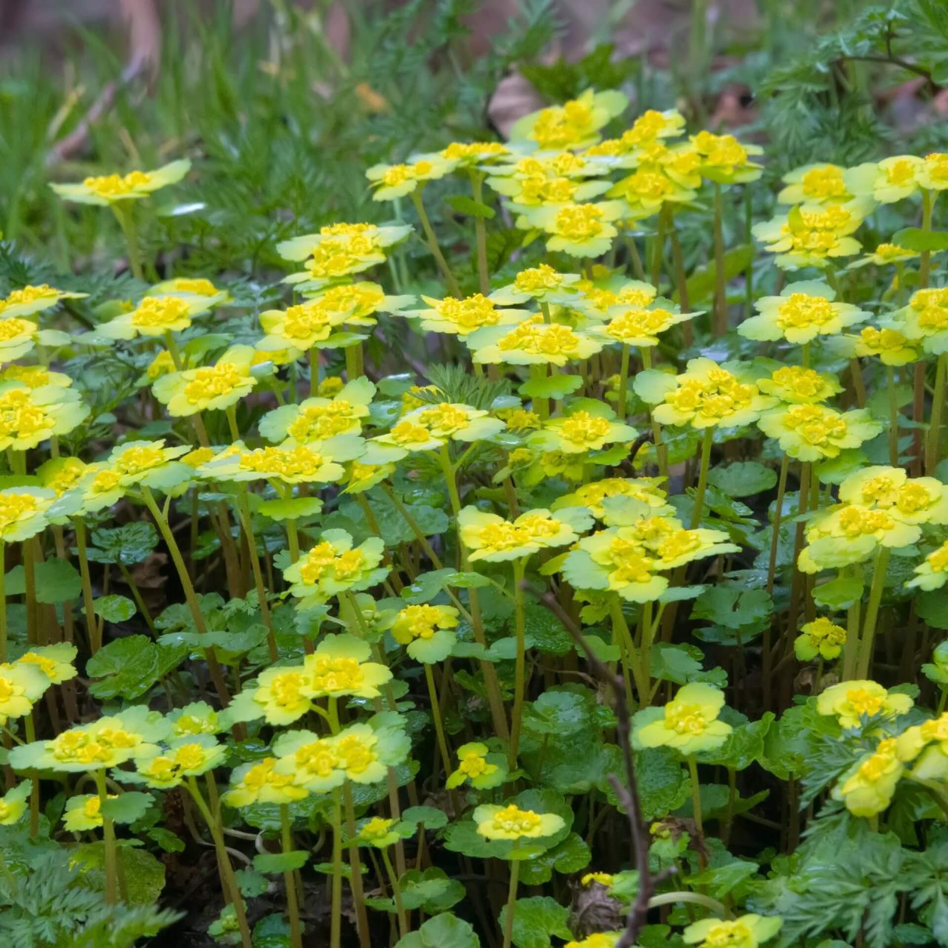 Wechselblättriges Milzkraut (Chrysosplenium alternifolium)