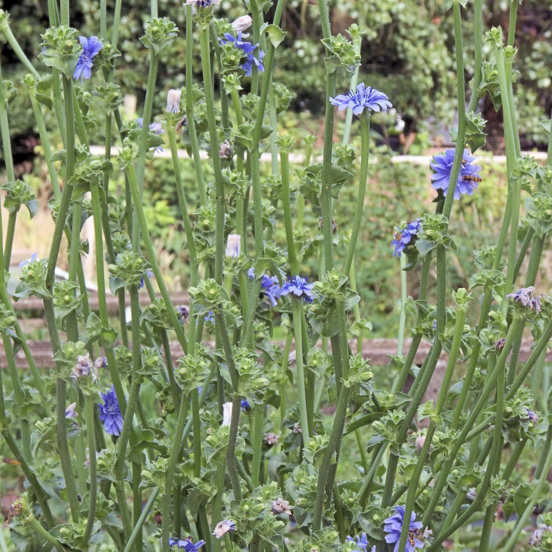 Endivie / Cichorium endivia