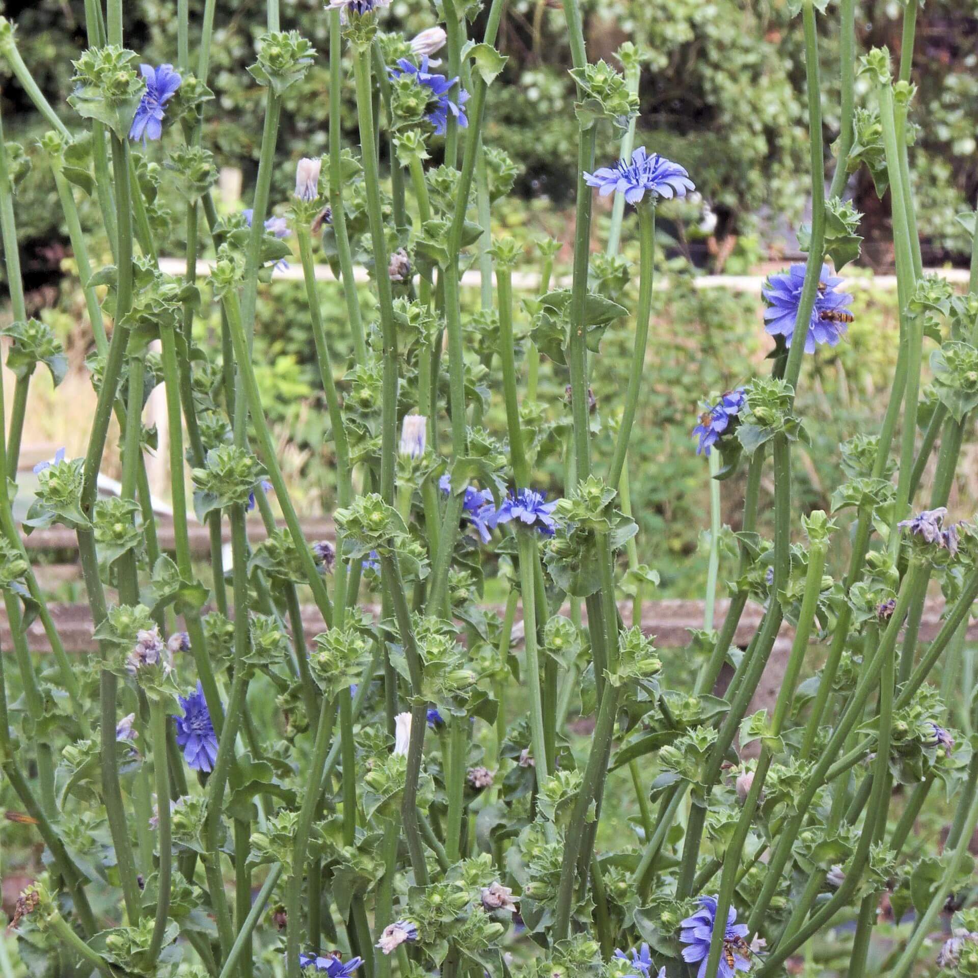 Endivie (Cichorium endivia)