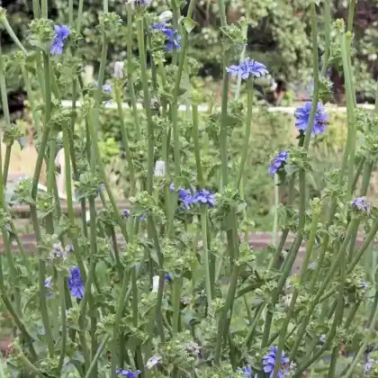 Foto von Endivie (Cichorium endivia)