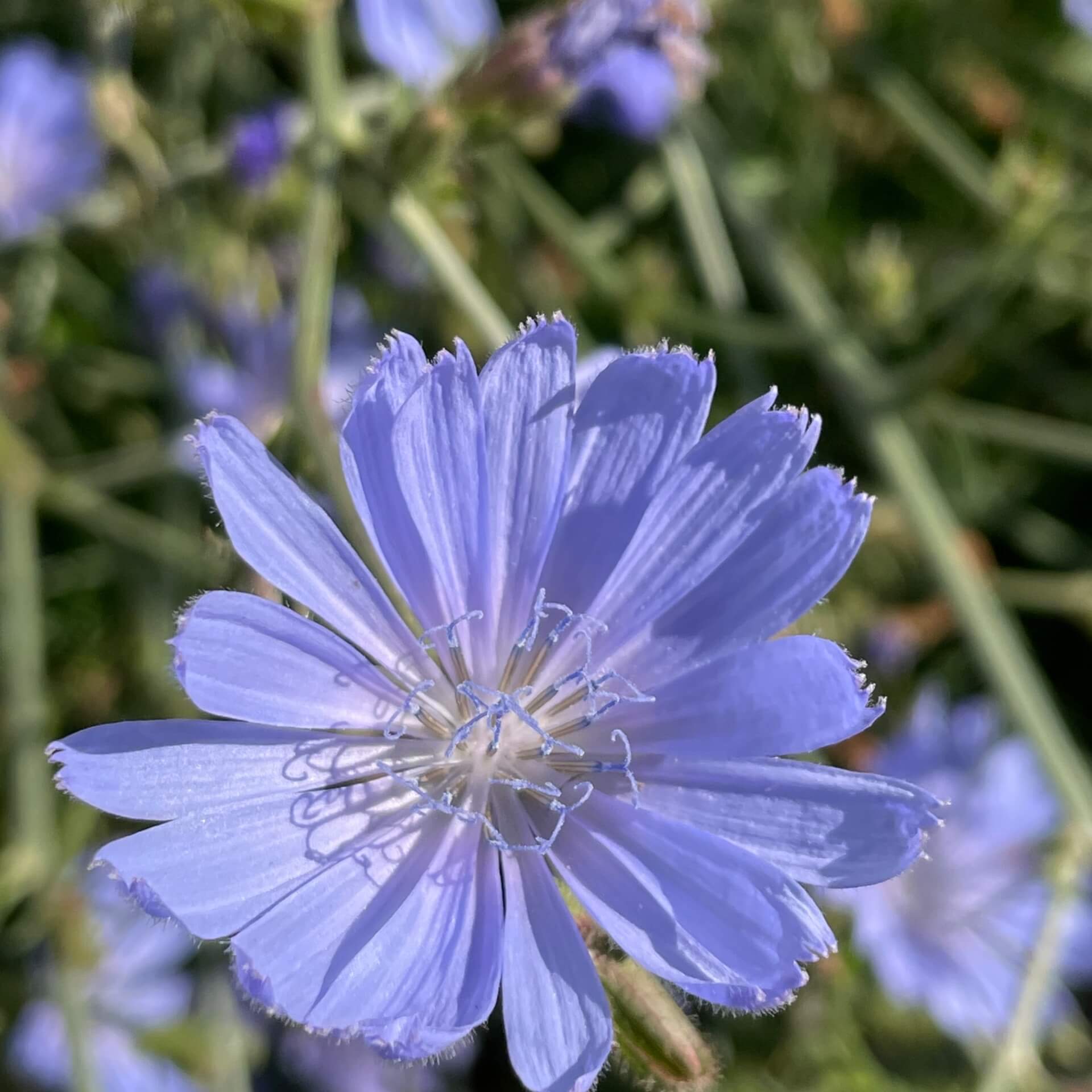 Wegwarte (Cichorium intybus)