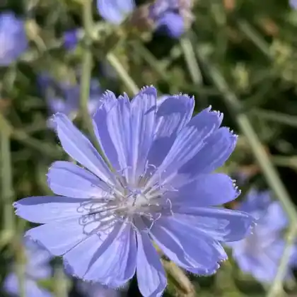 Foto von Wegwarte (Cichorium intybus)