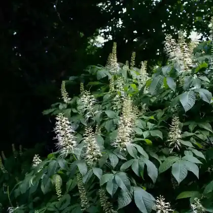 Foto von Strauch-Rosskastanie (Aesculus parviflora)