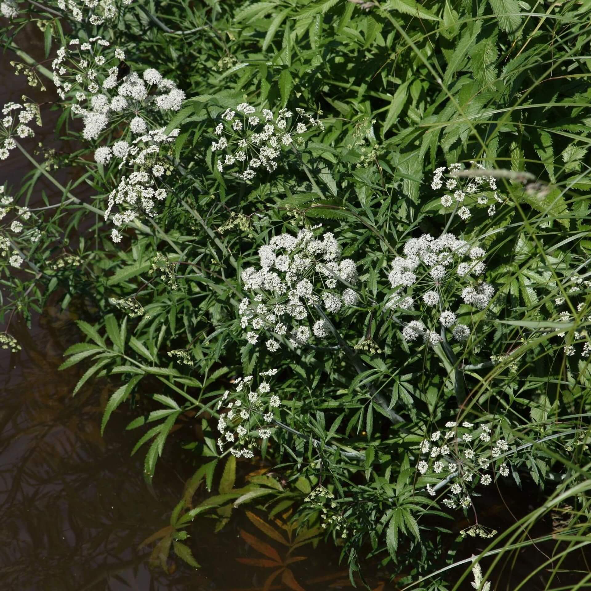 Wasserschierling (Cicuta virosa)