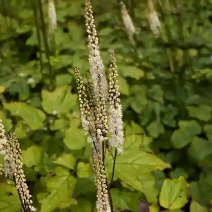 Foto von Lanzen-Silberkerze (Cimicifuga racemosa var. cordifolia)