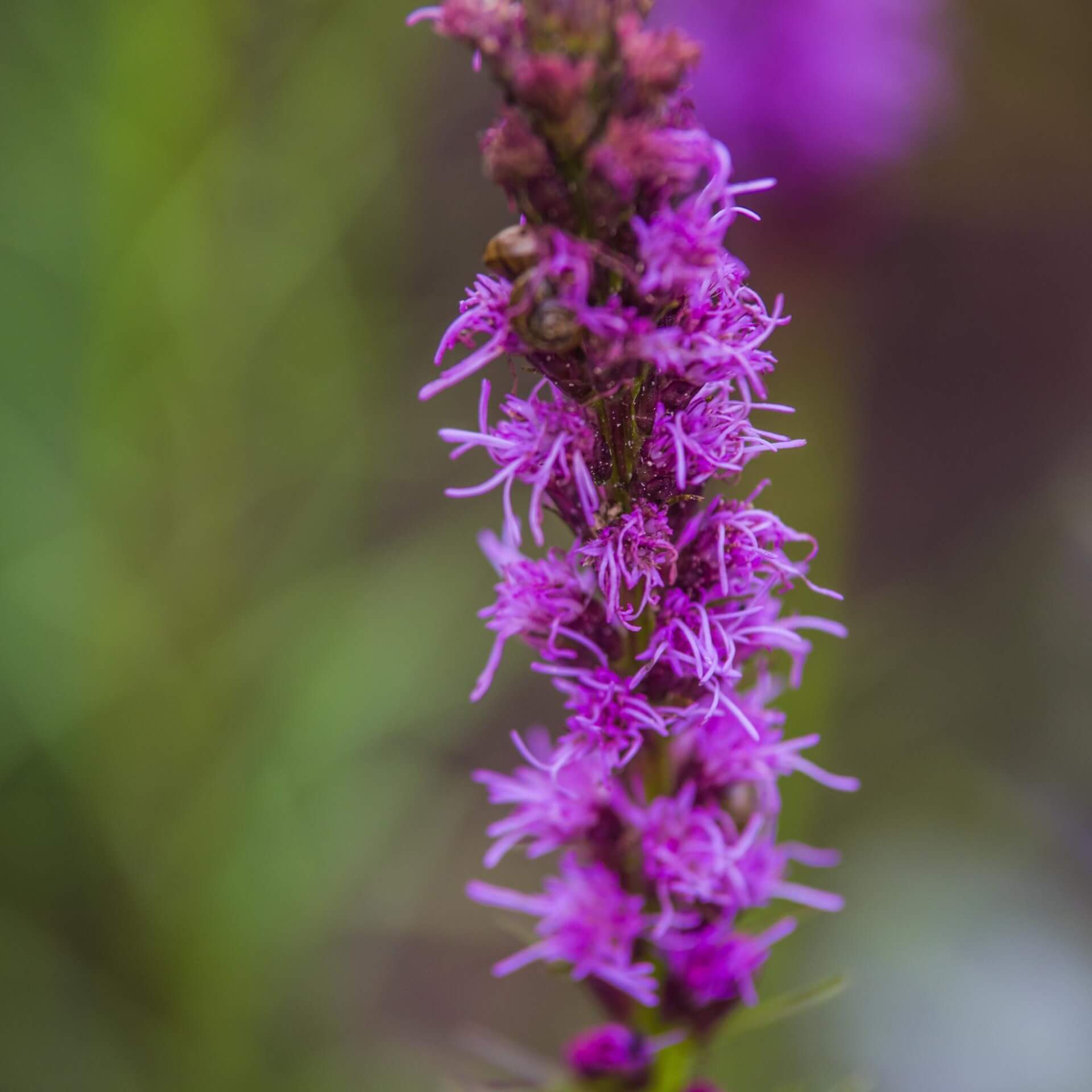 Trauben-Silberkerze (Cimicifuga ramosa)
