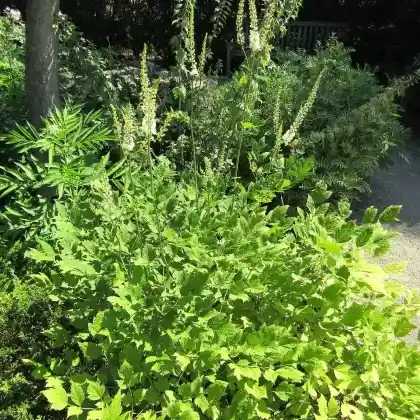 Foto von Trauben-Silberkerze (Cimicifuga ramosa)