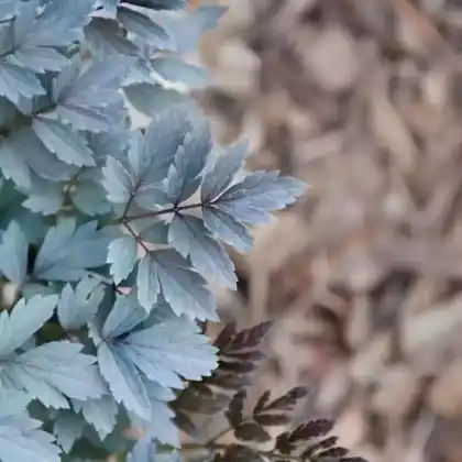 Foto von Trauben-Silberkerze 'Atropurpurea' (Cimicifuga ramosa 'Atropurpurea')