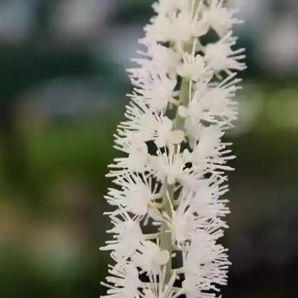 Foto von Oktober-Silberkerze 'White Pearl' (Cimicifuga simplex 'White Pearl')