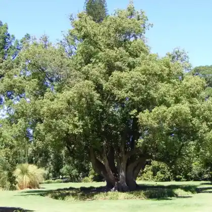 Foto von Kampferbaum (Cinnamomum camphora)