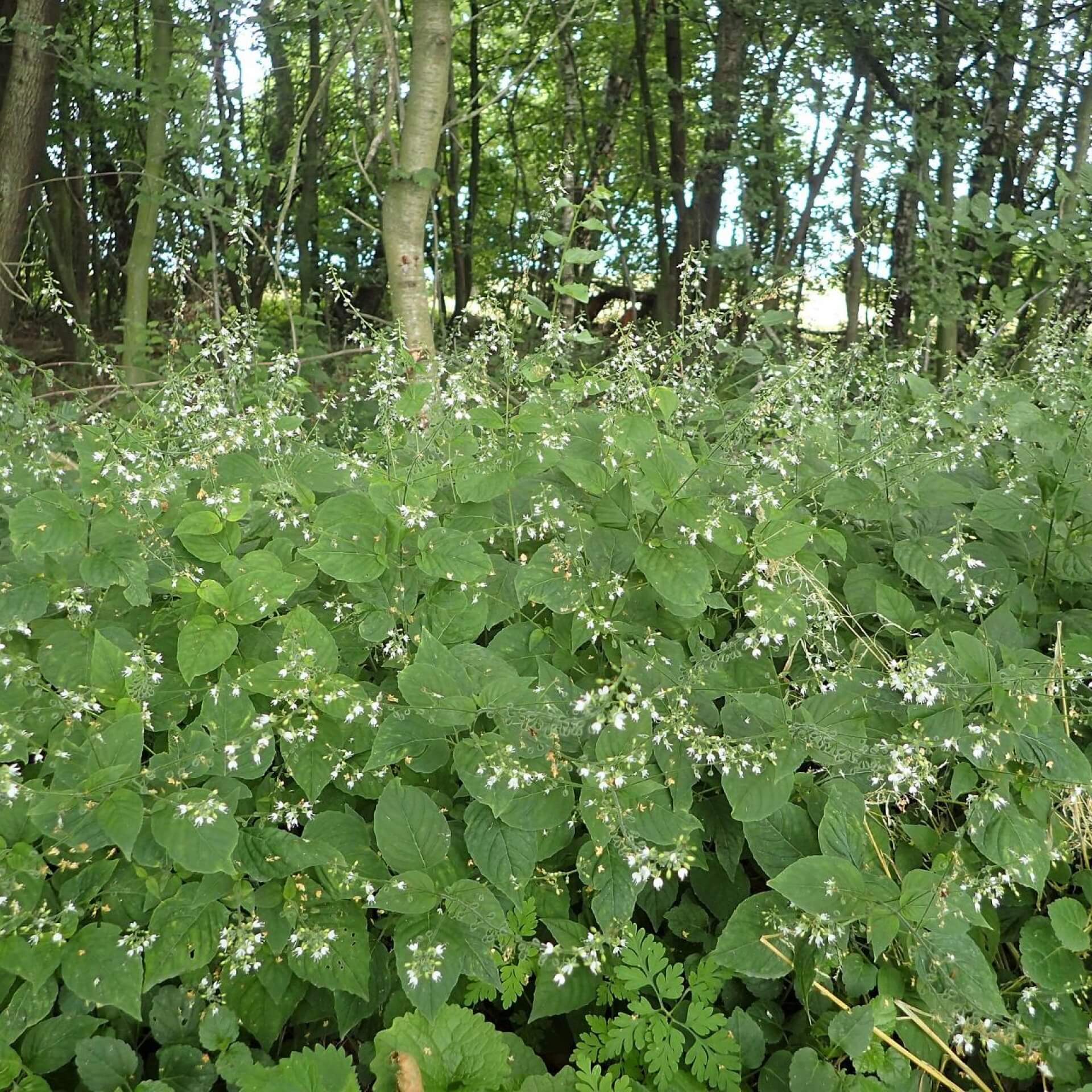 Großes Hexenkraut (Circaea lutetiana)