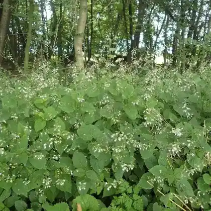 Foto von Großes Hexenkraut (Circaea lutetiana)
