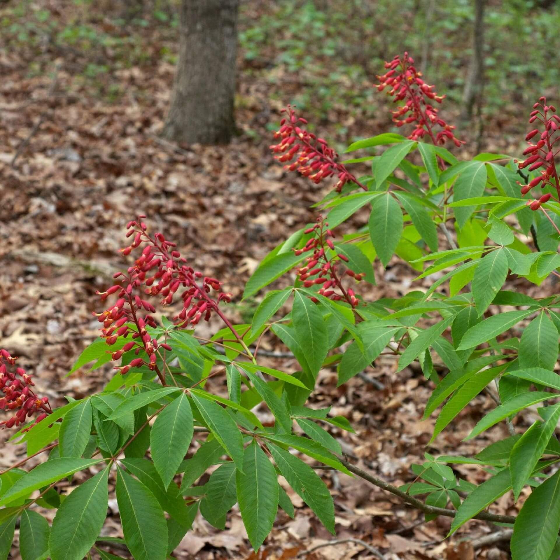 Echte Pavie (Aesculus pavia)