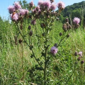 Cirsium arvense