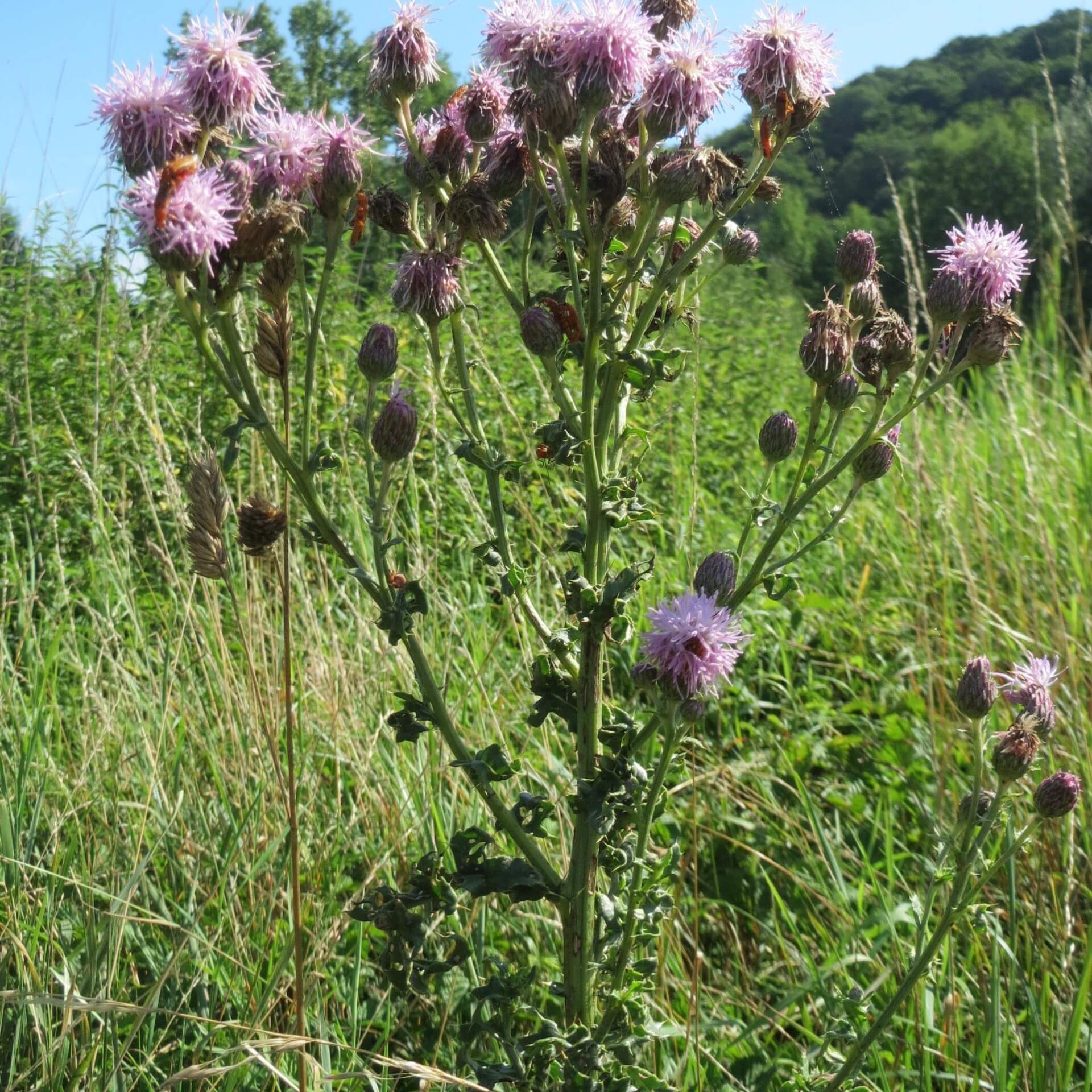 Acker-Kratzdistel (Cirsium arvense)