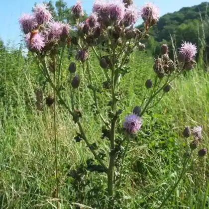 Foto von Acker-Kratzdistel (Cirsium arvense)