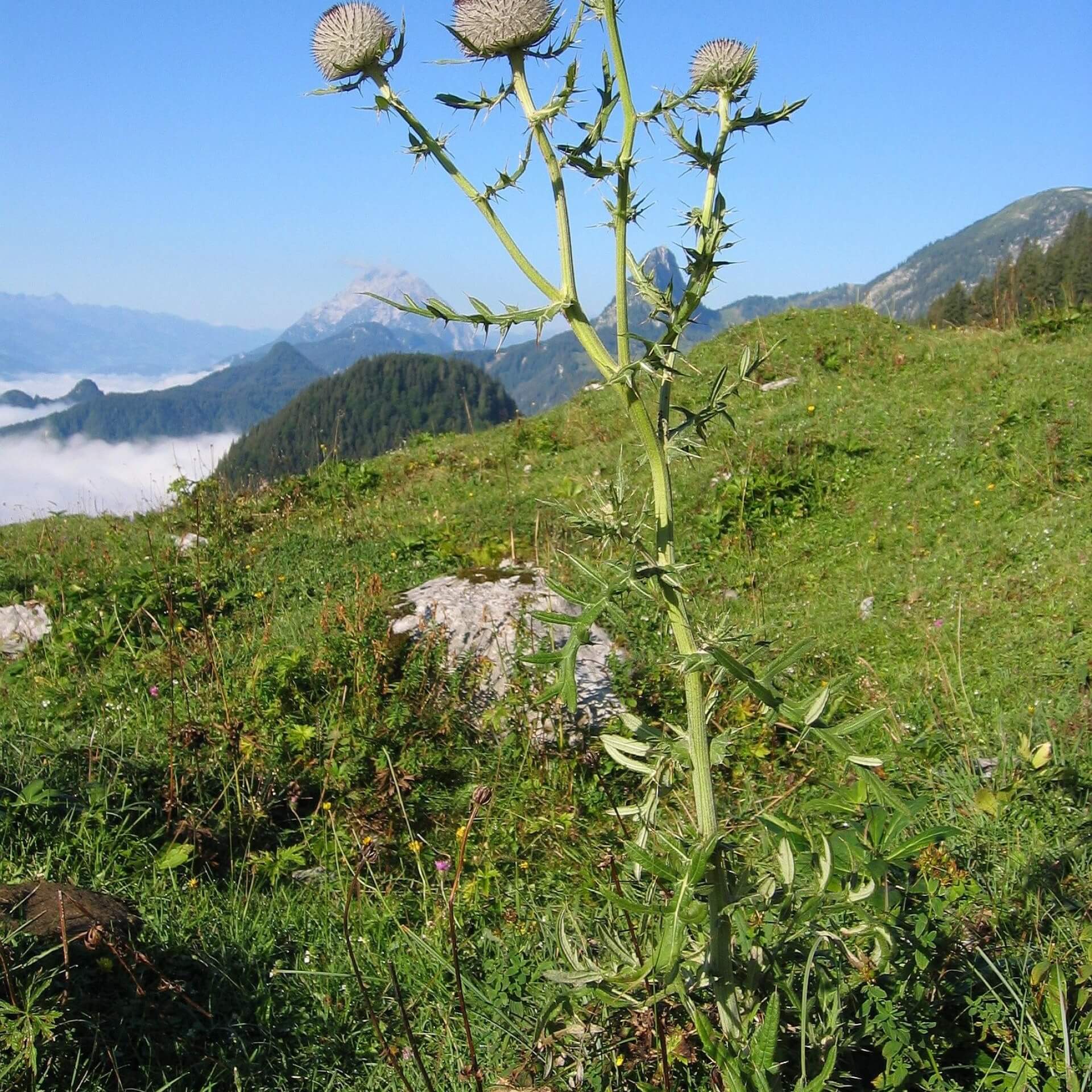 Wollkopf-Kratzdistel (Cirsium eriophorum)