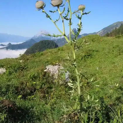 Foto von Wollkopf-Kratzdistel (Cirsium eriophorum)