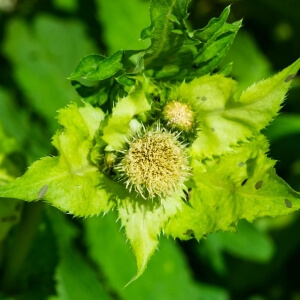 Cirsium oleraceum