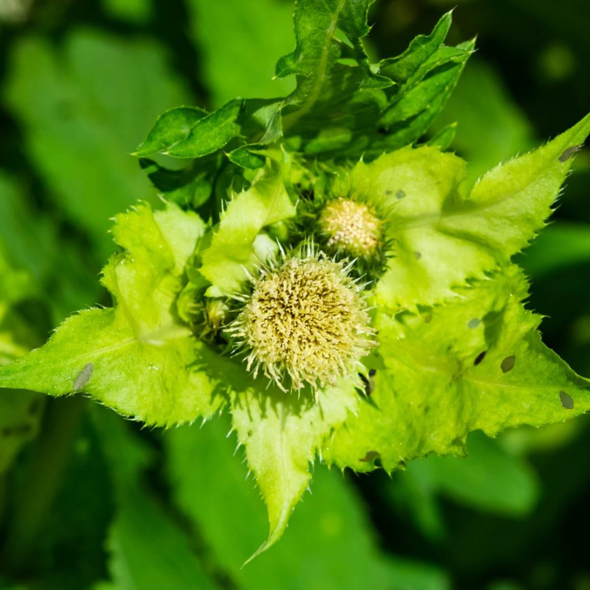 Kohldistel (Cirsium oleraceum)