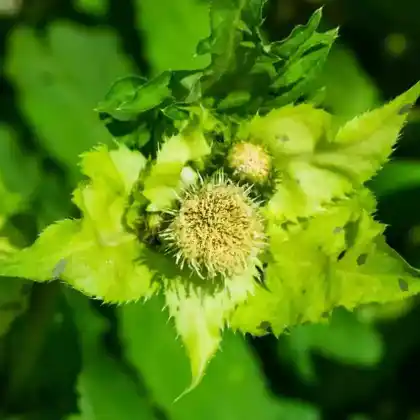 Foto von Kohldistel (Cirsium oleraceum)