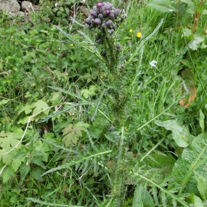 Cirsium palustre