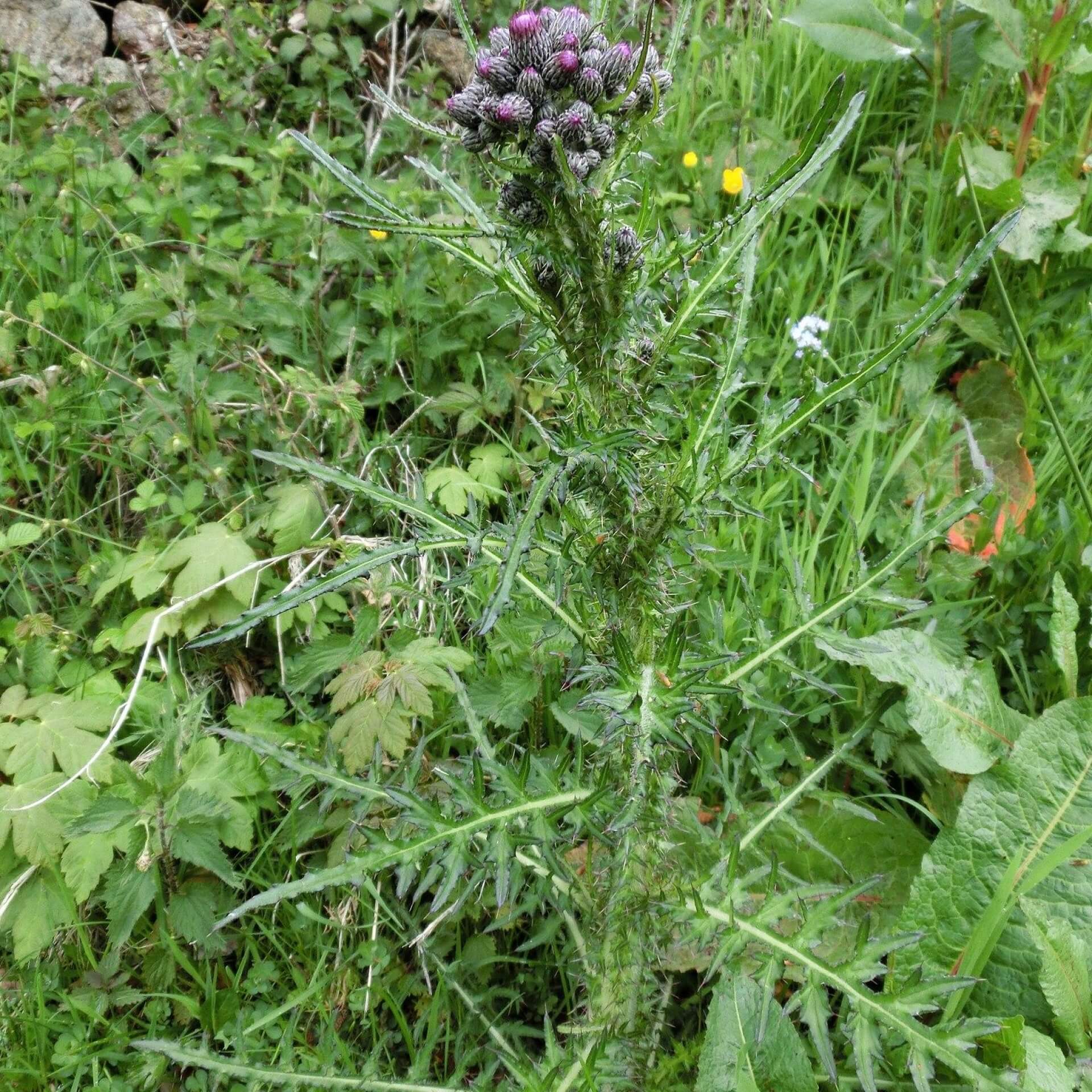 Sumpf-Kratzdistel (Cirsium palustre)