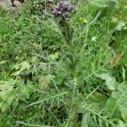 Foto von Sumpf-Kratzdistel (Cirsium palustre)